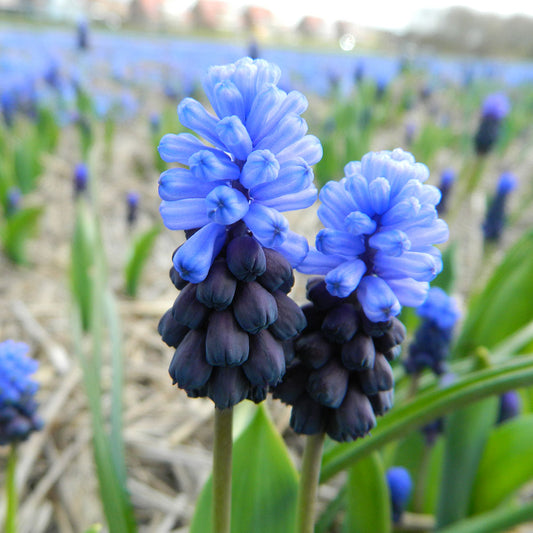 MUSCARI LATIFOLIUM AB