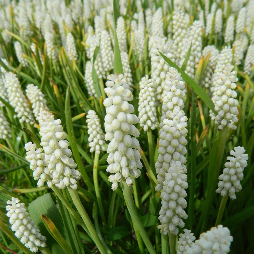 MUSCARI BOTRYOIDES ALBUM AB