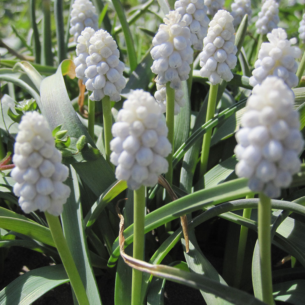 MUSCARI WHITE MAGIC AB