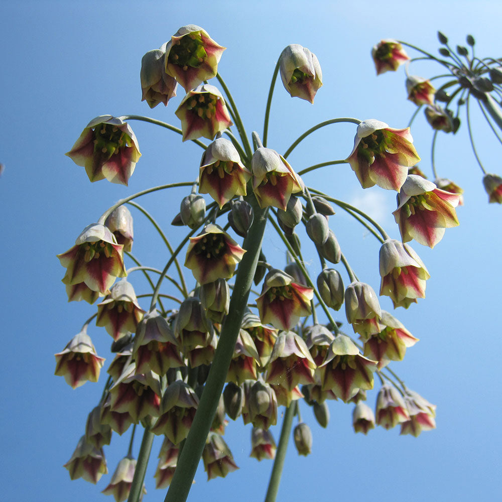 NECTORASCORDUM SICULUM AIL DE BULGARIE AB