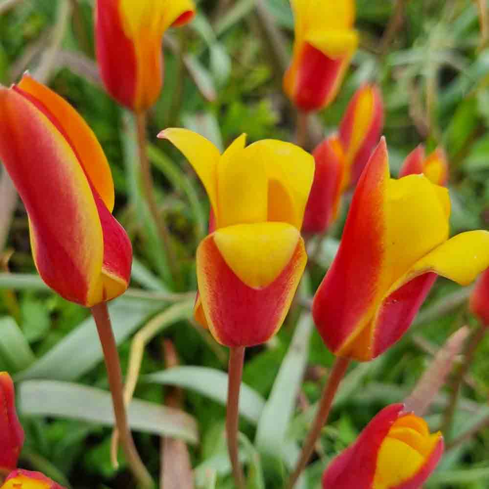 TULIPE  CLUSIANA VAR. CHRYSANTHA AB