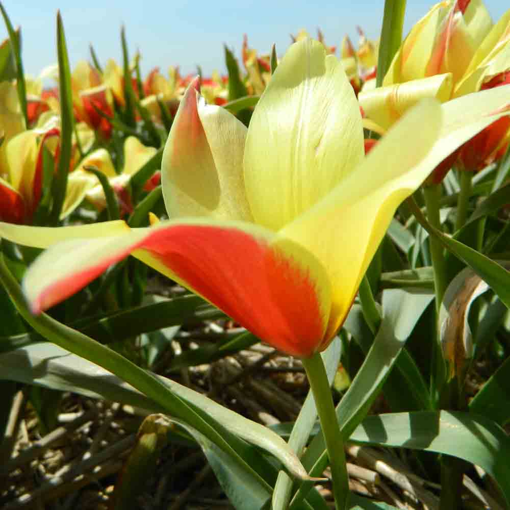 TULPE CLUSIANA 'TACO' AB