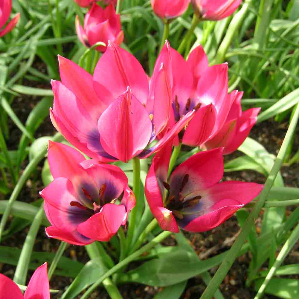 TULIPE  'LITTLE BEAUTY' AB