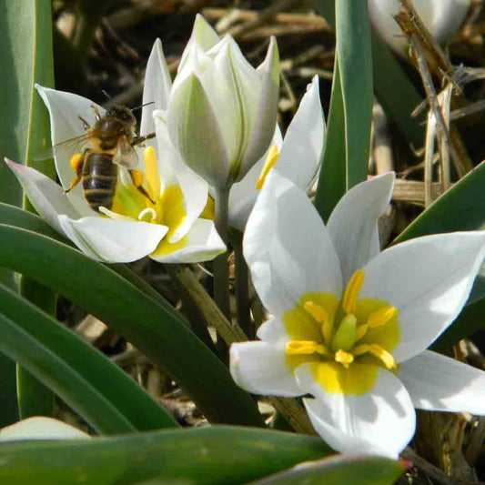 TULIPE  TURKESTANICA AB