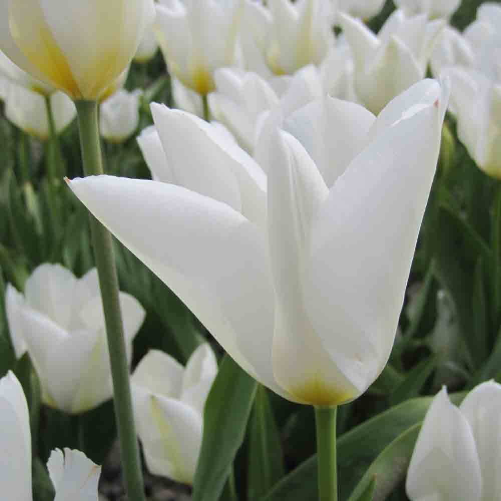 TULIPE PURISSIMA AB