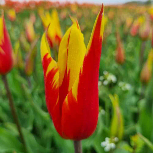 TULIPE FIRE WINGS AB