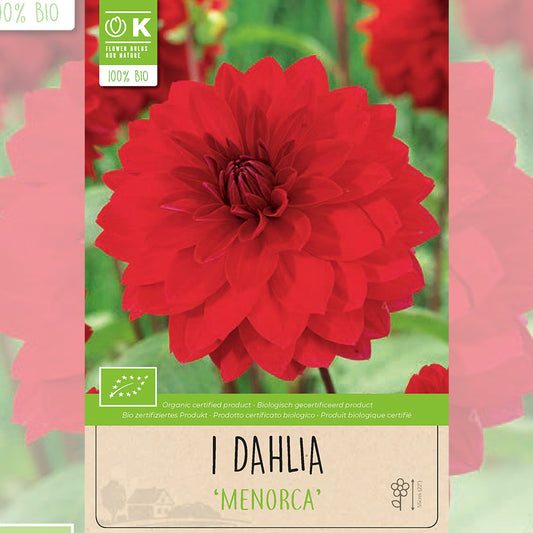 DAHLIA DECORATIF MENORCA AB