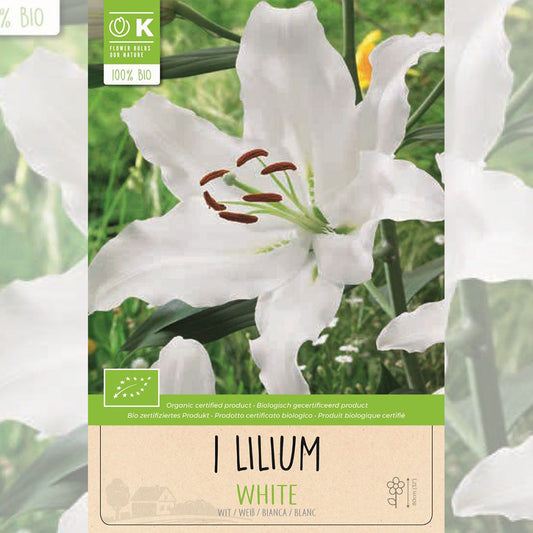 WHITE LILY AB