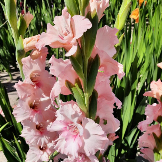 GLADIOLUS ADRENALINE AB