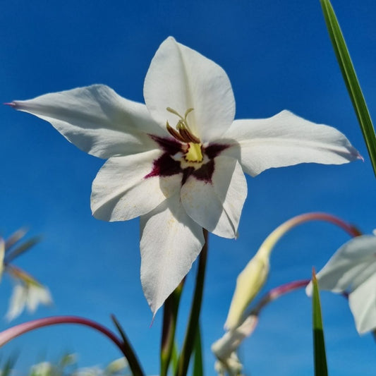 ACIDANTHERA AB