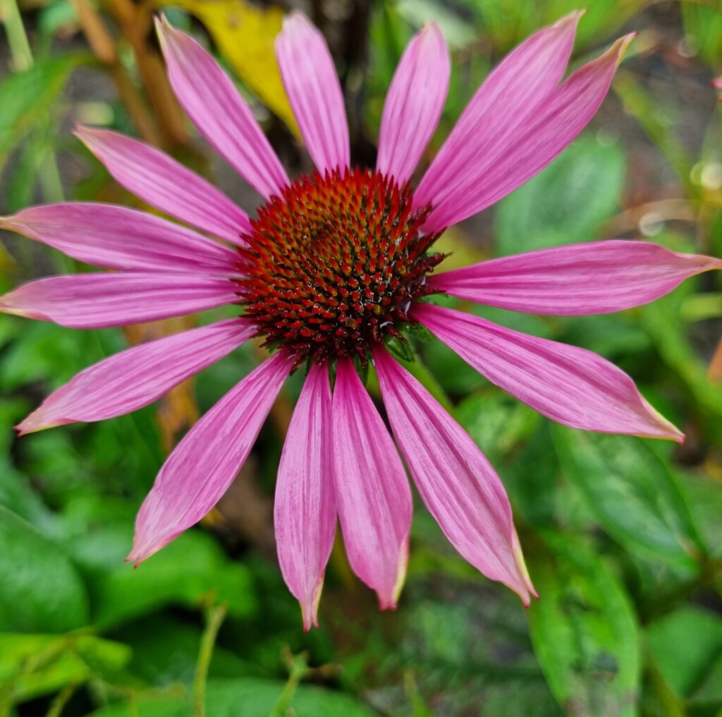 ECHINACEA PURPUREA MAGNUS AB