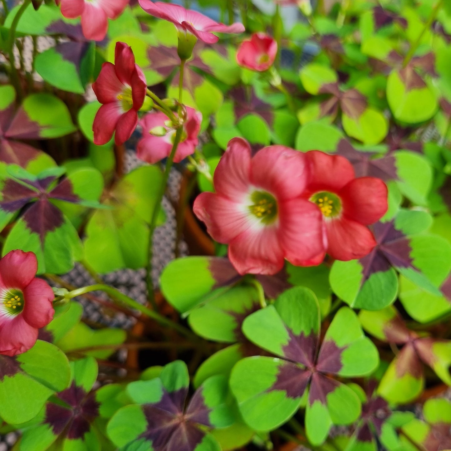 OXALIS IRON CROSS AB