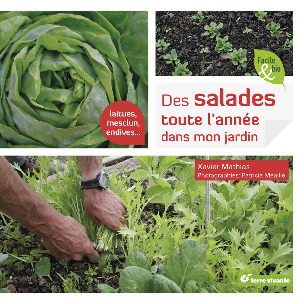 DES SALADES TOUTE L’ANNÉE DANS MON JARDIN