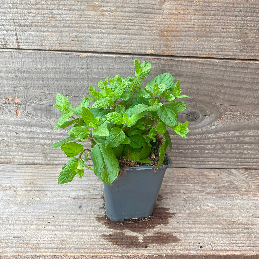 MENTHE CRISPEE AB - PLANT