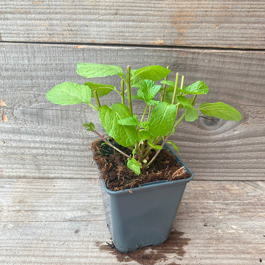 MINT MOJITO AB - PLANT