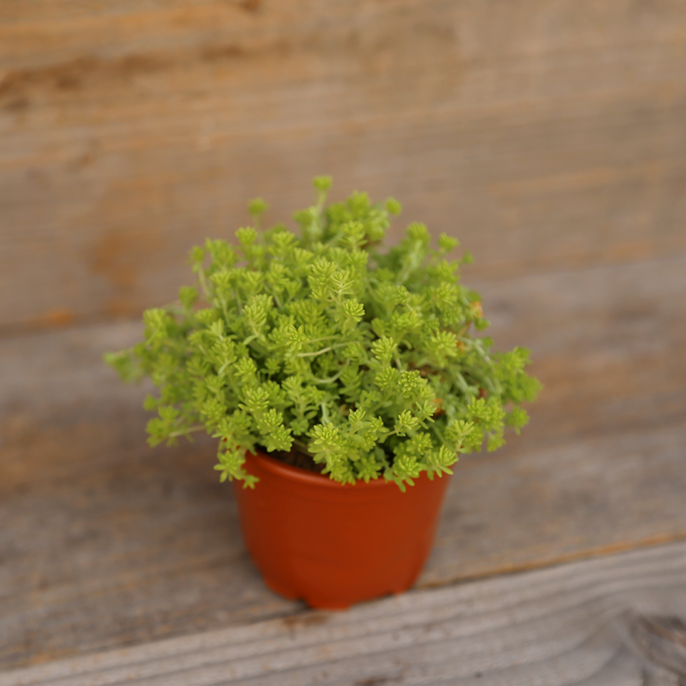 SEDUM TOKYOSUN AB - PLANT