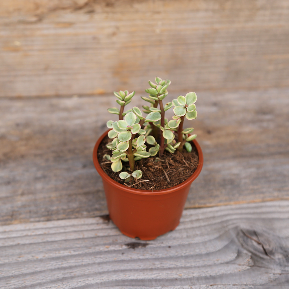 PORTULACA VARIEGATA AB - PFLANZE