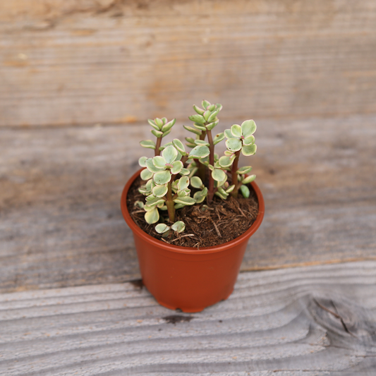 PORTULACA VARIEGATA AB - PFLANZE