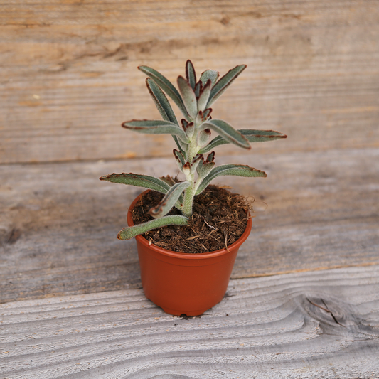 KALANCHOE TOMENTOSA AB - PLANT