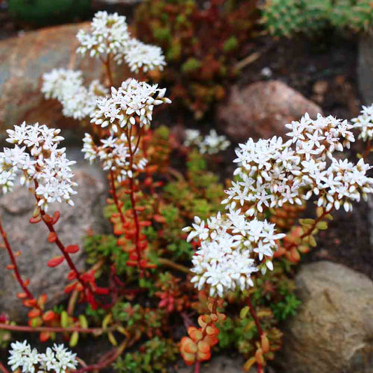 WHITE SORPIUS - PLANT