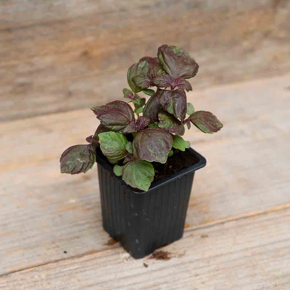 PERILLA ROUGE OU SHISO POURPRE PLANT - AB