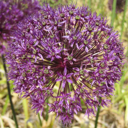 ALLIUM AFLATUNENSE 'PURPLE SENSATION'