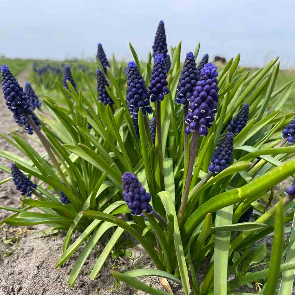 MUSCARI ARMENIACUM 'JOYCE SPIRIT'