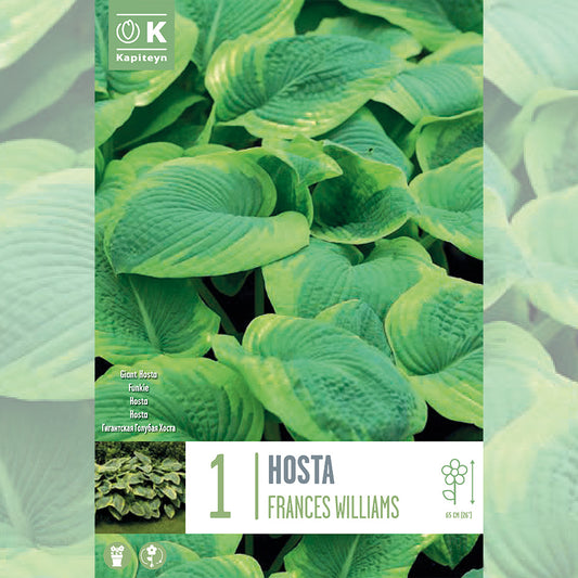 HOSTA FRANCES WILLIAMS