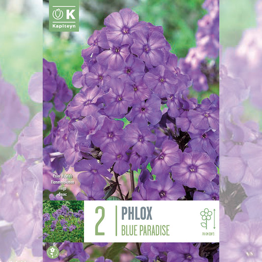 PHLOX BLUE PARADISE