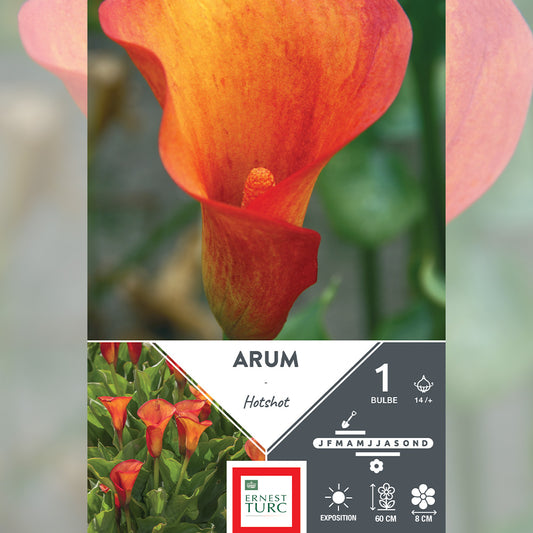 ARUM HOTSHOT