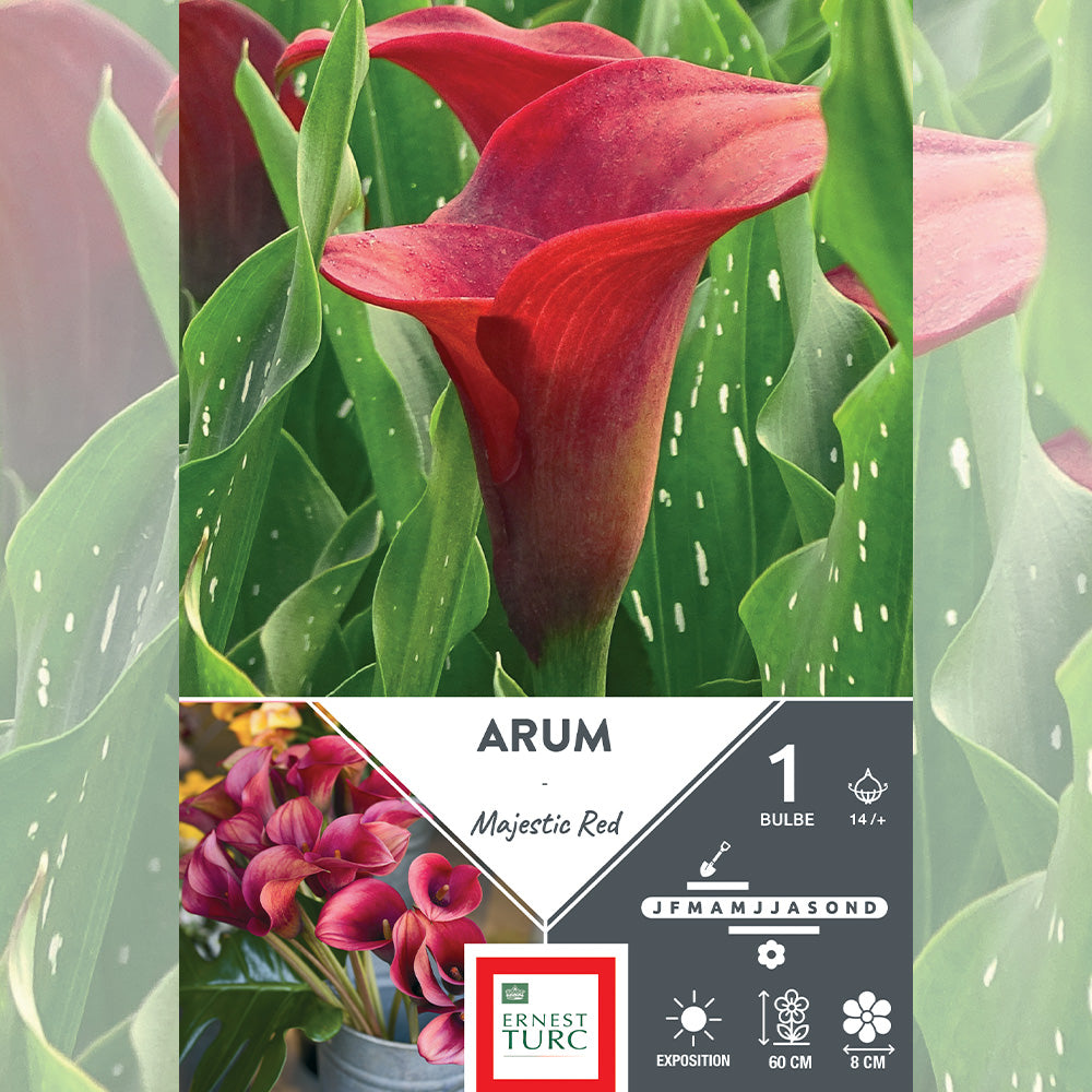 ARUM MAJESTIC ROUGE