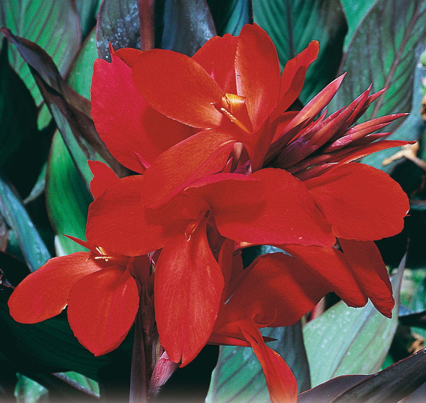 CANNA HAUT FEU MAGIQUE