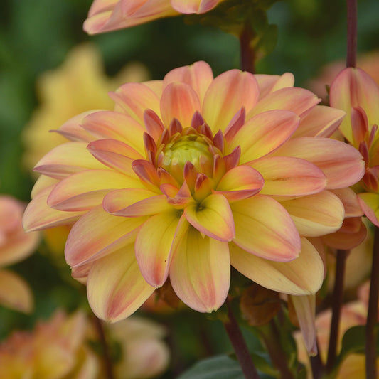 DAHLIA BUISSON NAIN PALMA