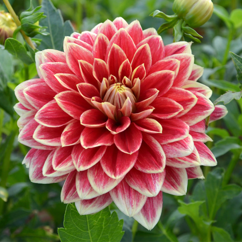 DAHLIA DÉCORATIF CABALLERO