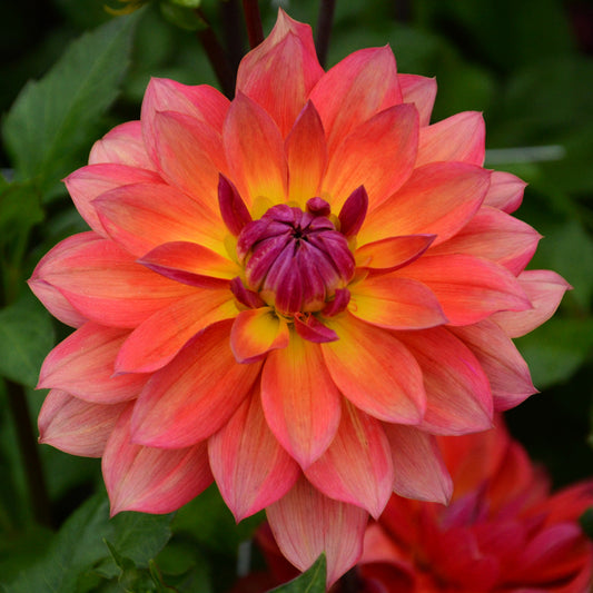 DAHLIA DÉCORATIF NAIN TRICOLOR