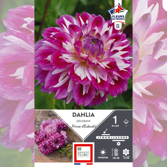 DAHLIA DÉCORATIF PRINCE D'ECKMÜHL