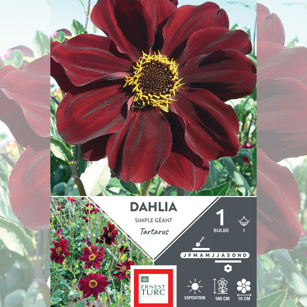 DAHLIA GÉANT TARTARUS