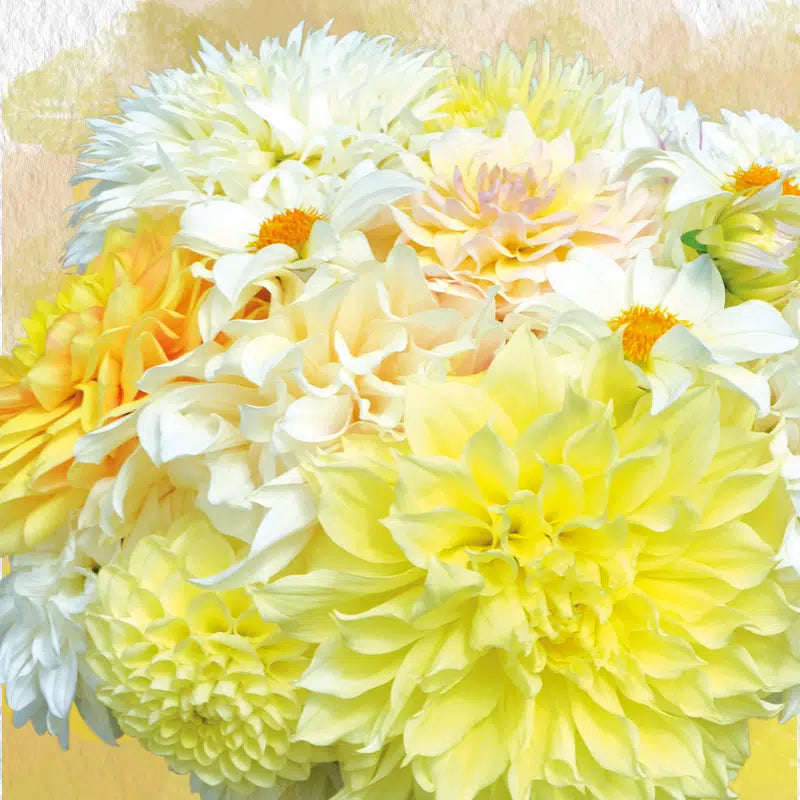 DAHLIA ASSORTIMENT LES BLANCS D'ÉTÉ