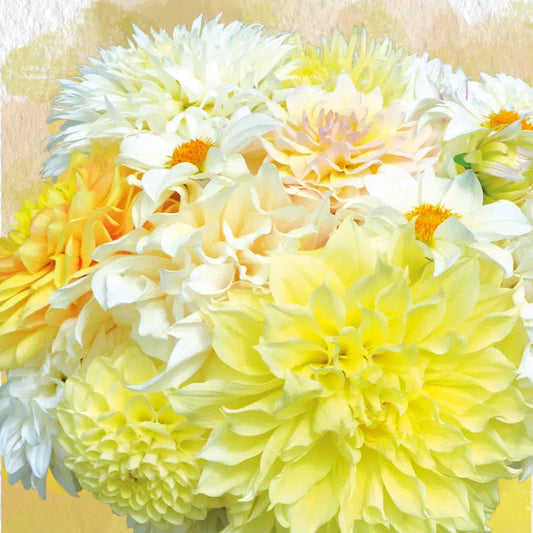 DAHLIA ASSORTIMENT LES BLANCS D'ÉTÉ