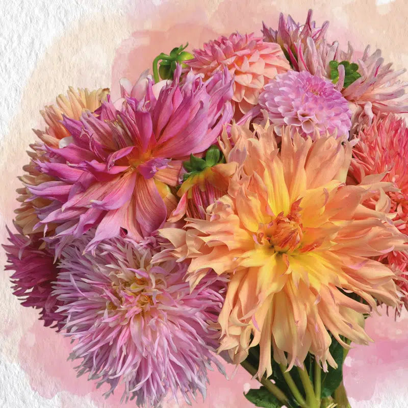 DAHLIA ASSORTIMENT LES ROSES D'ÉTÉ