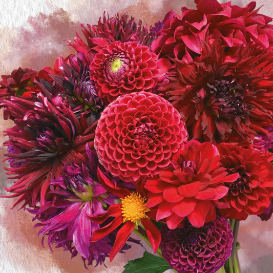 DAHLIA ASSORTIMENT LES ROUGES D'ÉTÉ