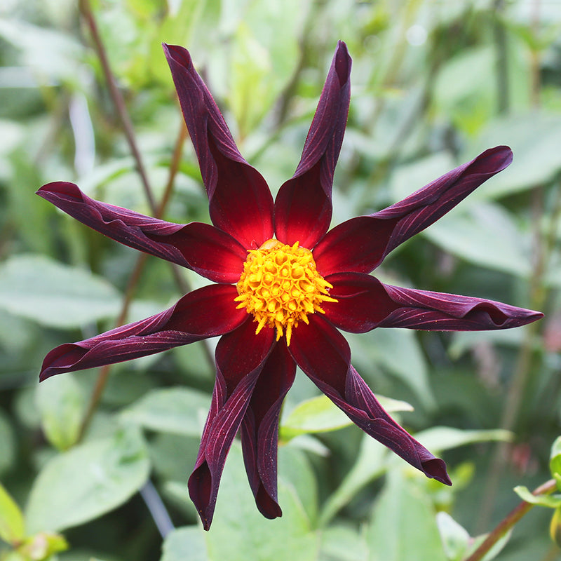 DAHLIA NAIN SIMPLE HONKA VERRONE'S OBSIDIAN