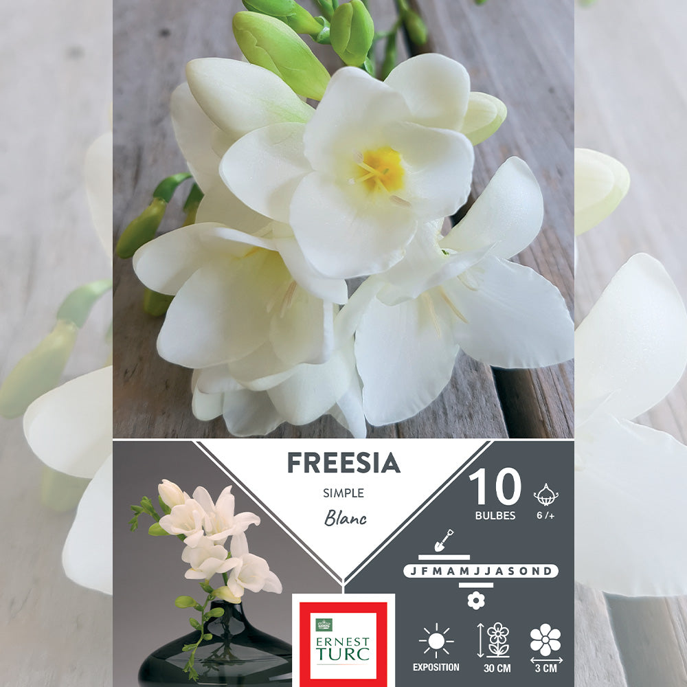 FREESIA SIMPLE BLANC