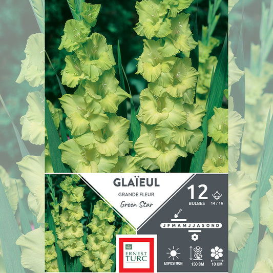 GLAÏEUL GRANDE FLEUR GREEN STAR