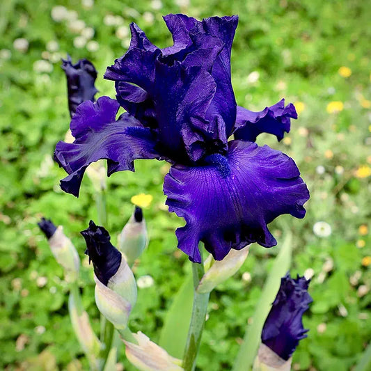 IRIS GERMANICA NIGHT BLUE