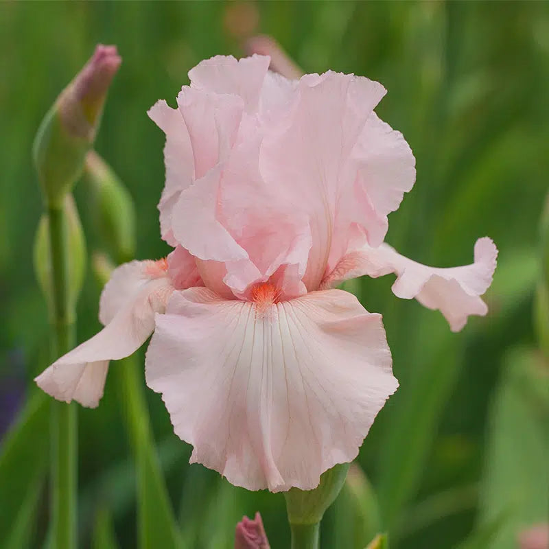 IRIS GERMANICA BEVERLY SILLS