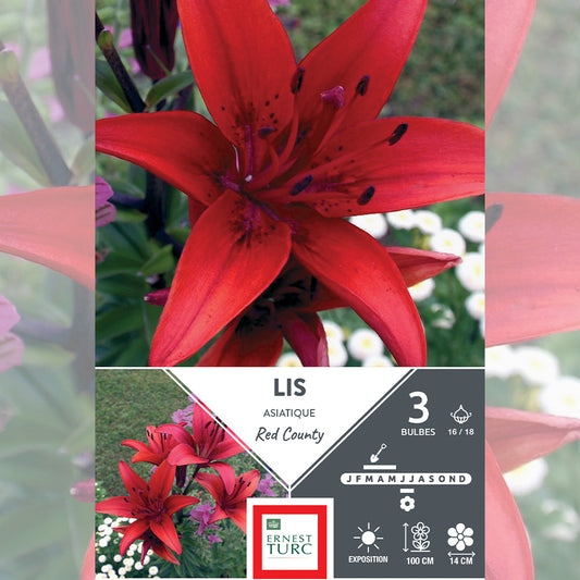 RED COUNTY ASIATIC LILY