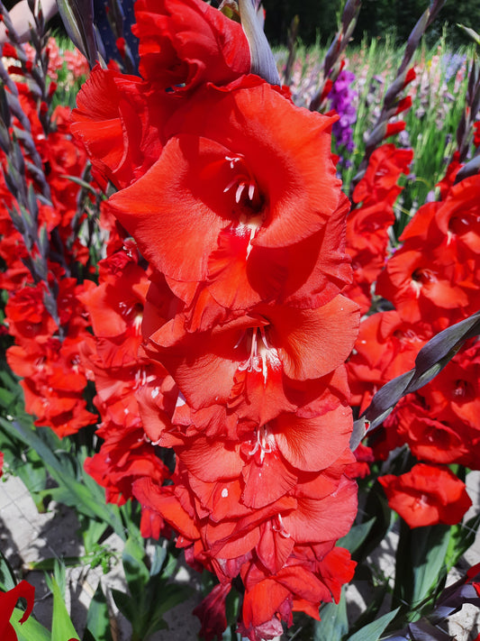 GLADIOLUS DADOR DE PAN