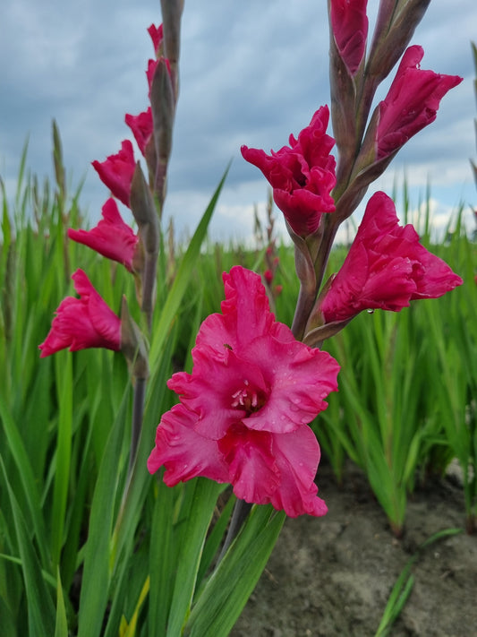 GLADIOLUS KINGSTON RUFFLE