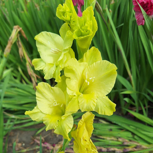 GLADIOLUS KIO